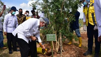 Pohon Ditanam di Tol Bakauheni-Terbanggi Besar - Kayu Agung