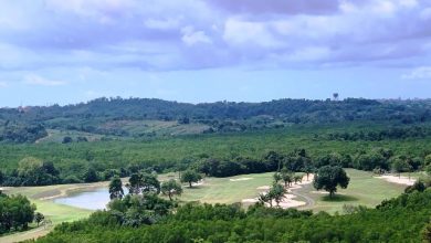 Sinar Mas Land Konservasi Hutan Bakau