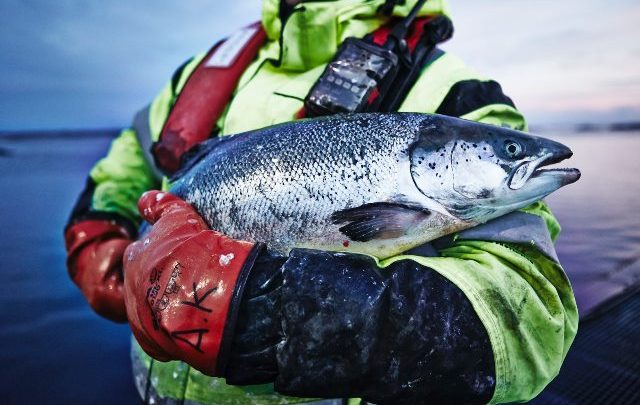 IKEA Indonesia Hadirkan Produk Perikanan Ramah Lingkungan dan Berkelanjutan